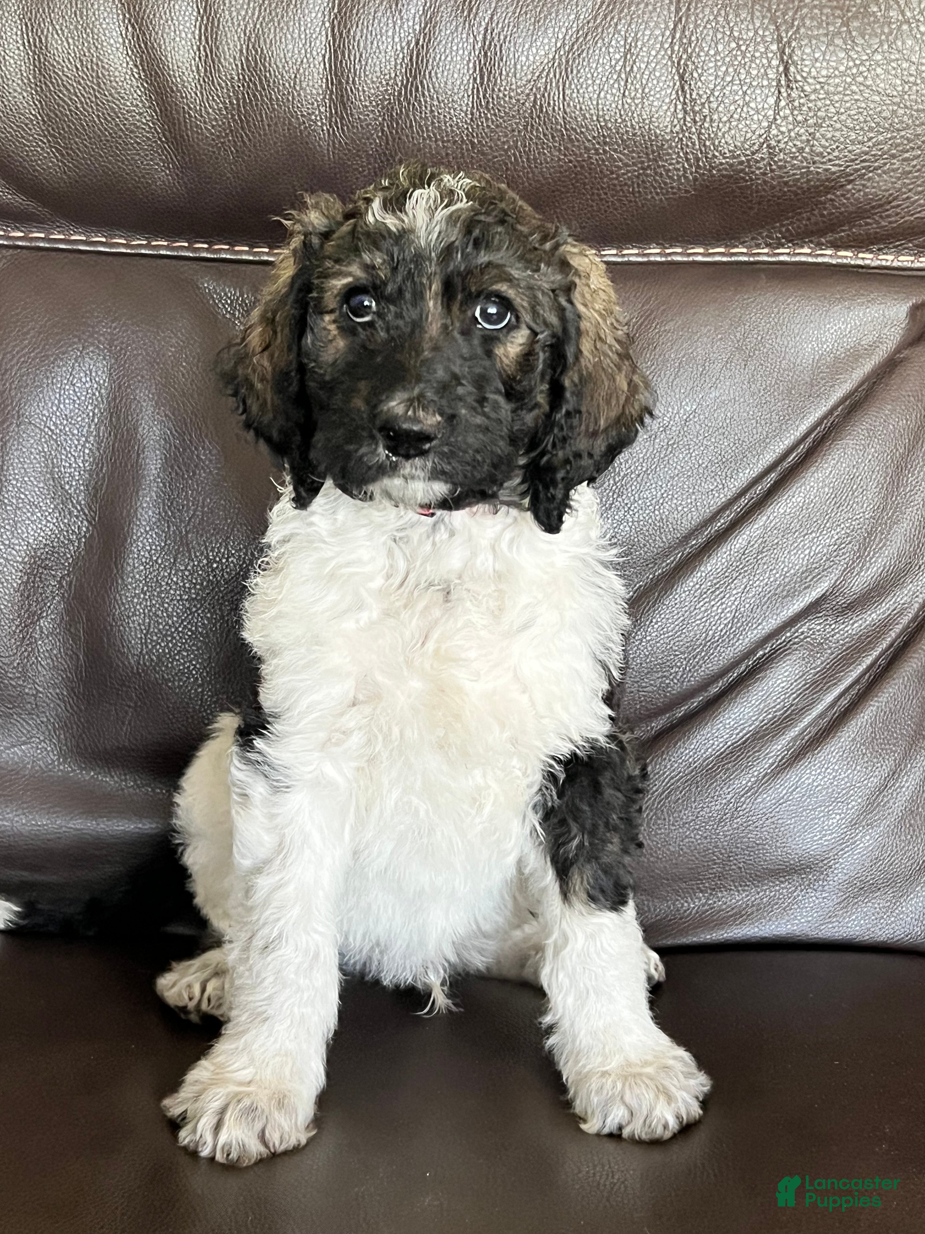 Mixed Breed dogs Cowboy  - Ad 1