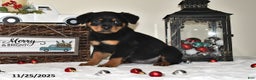 Rottweiler dogs for sale: Gracie - Ad 2