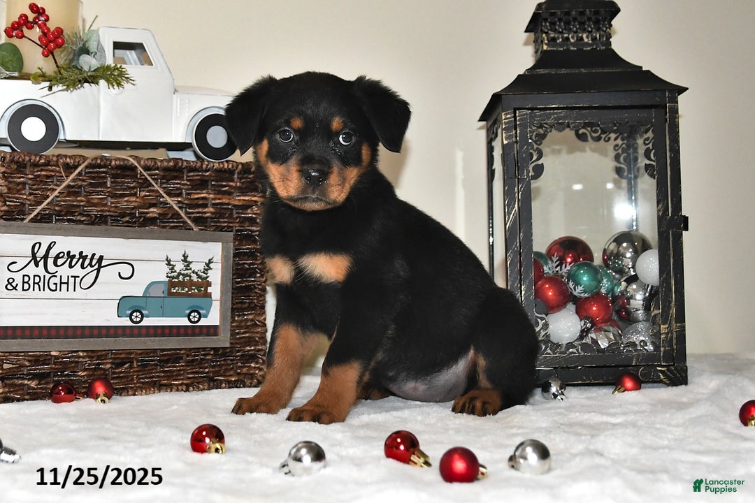 Rottweiler dogs for sale: Gracie - Ad 2