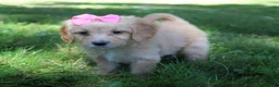 Mini Goldendoodle dogs for sale: Dolly 🎀 - Ad 5