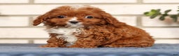 Cavapoo dogs for sale: Dusty - Ad 2