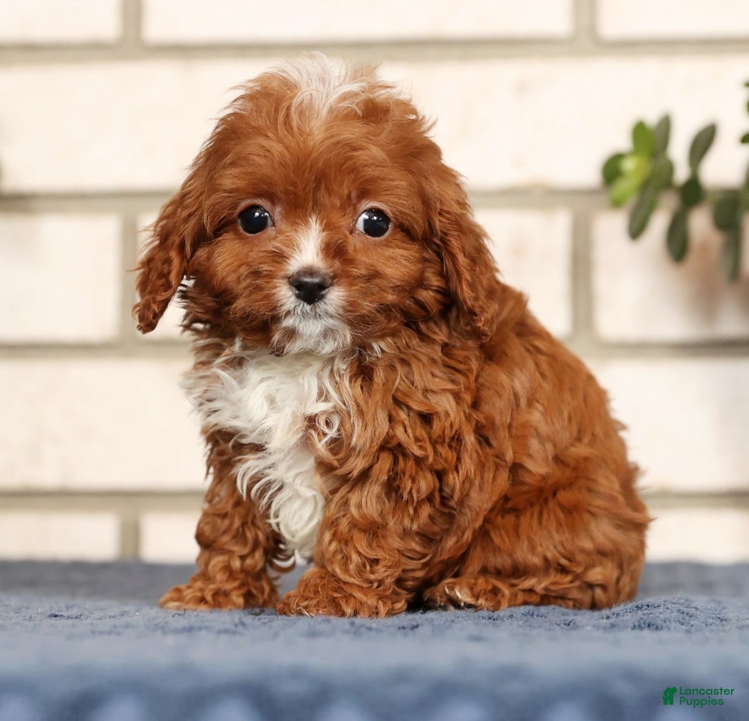 Cavapoo dogs for sale: Dusty - Ad 2
