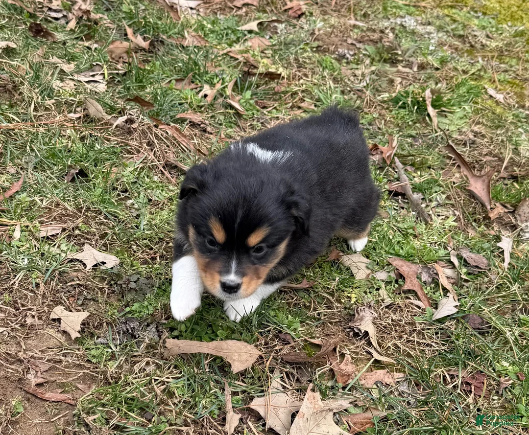 Australian Shepherd dogs for sale: Trixie - Ad 5