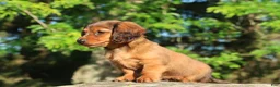 Miniature Dachshund dogs for sale: Archie - Ad 5
