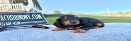 Miniature Dachshund dogs for sale: AKC Russian boy - Ad 4