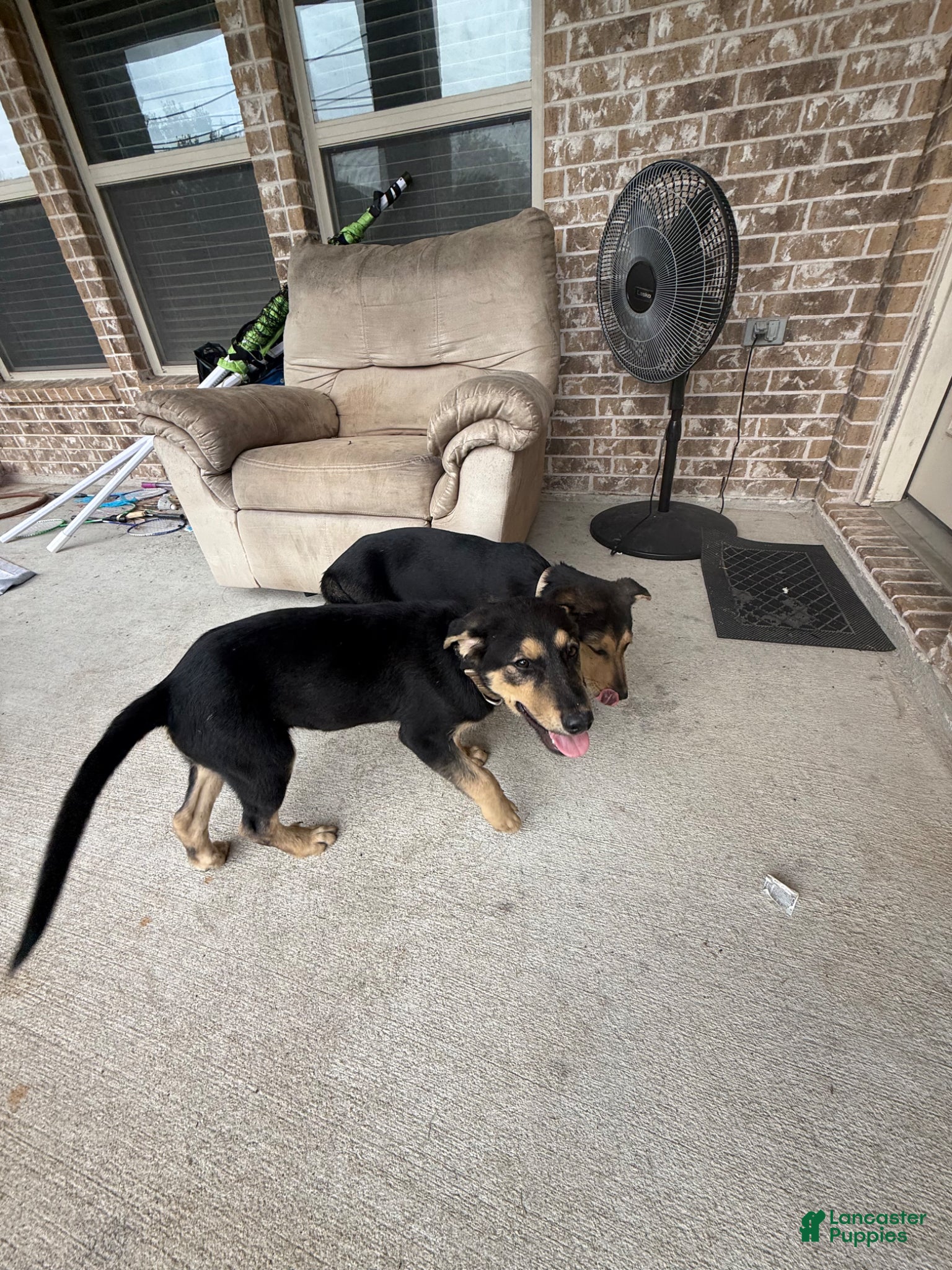 Sheprador dogs Sheprador Puppy 1 - Ad 2