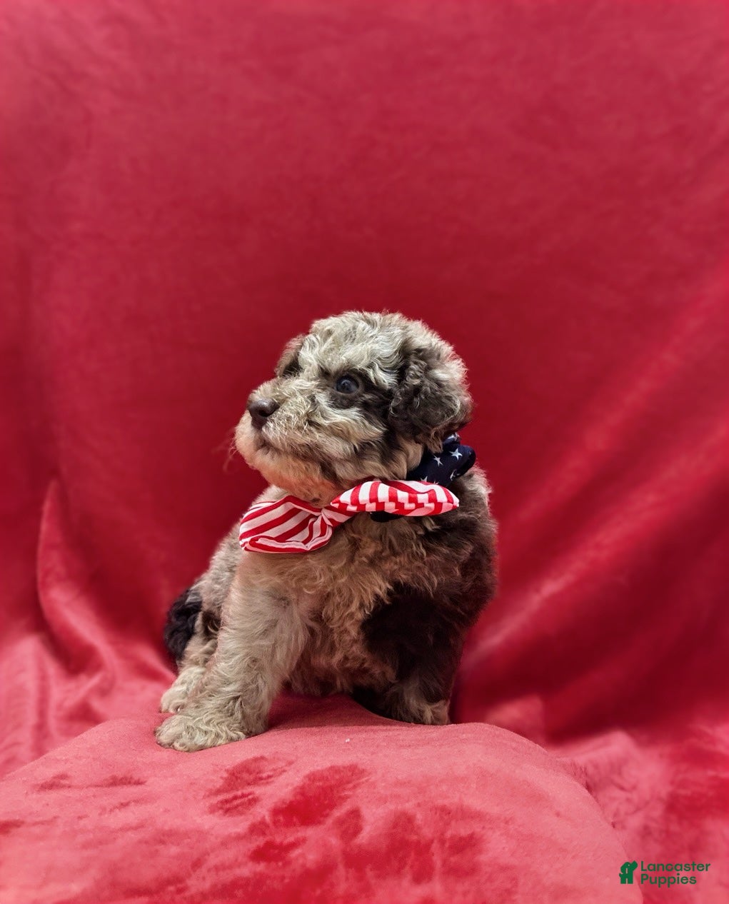 Mini Aussiedoodle dogs Benny - Ad 2