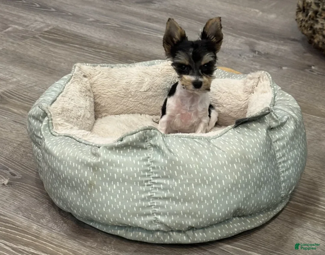 Yorkshire Terrier dogs for sale: Poppy - Ad 6