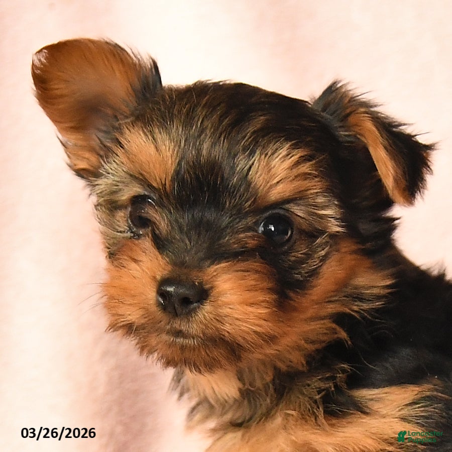 Yorkshire Terrier dogs Pansy - Ad 2