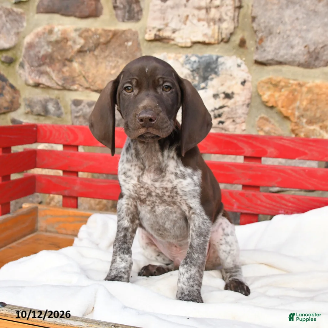 German Shorthaired Pointer dogs for sale: Mint - Ad 3