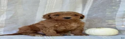 Mini Goldendoodle dogs for sale: Mini Goldendoodle 2 - Ad 9
