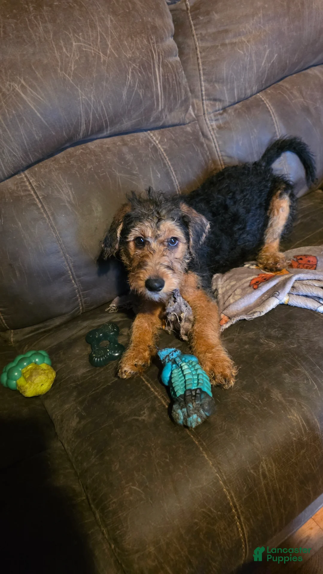 Mixed Breed dogs for sale: Joy - Ad 1