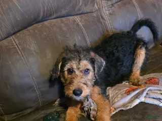 Mixed Breed dogs Joy - Ad 30