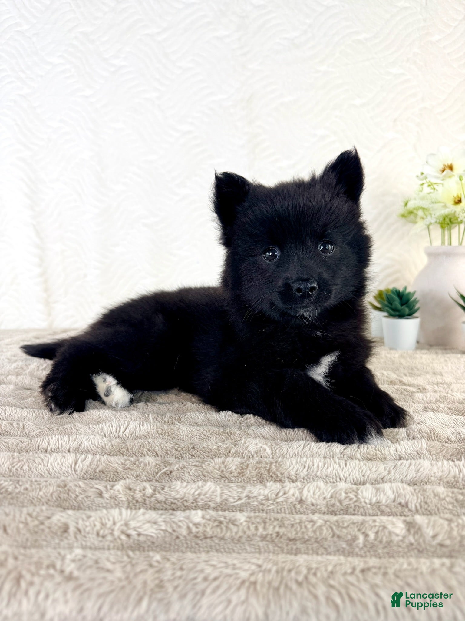 Pomsky dogs Jewels - Ad 41