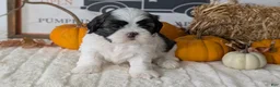 Shih Tzu dogs for sale: Kip - Ad 6