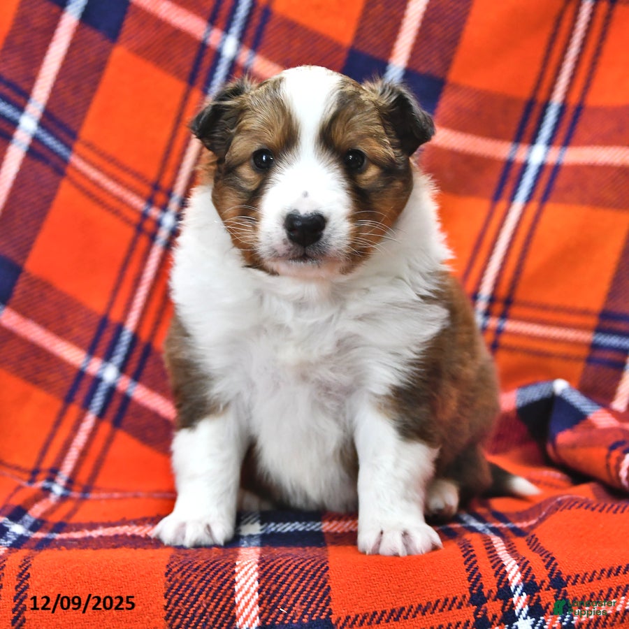 Shetland Sheepdog dogs Mr Christmas - Ad 2