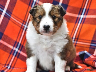 Shetland Sheepdog dogs Mr Christmas - Ad 2