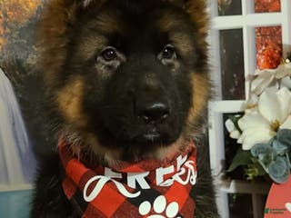 German Shepherd dogs Dasher - Ad 1