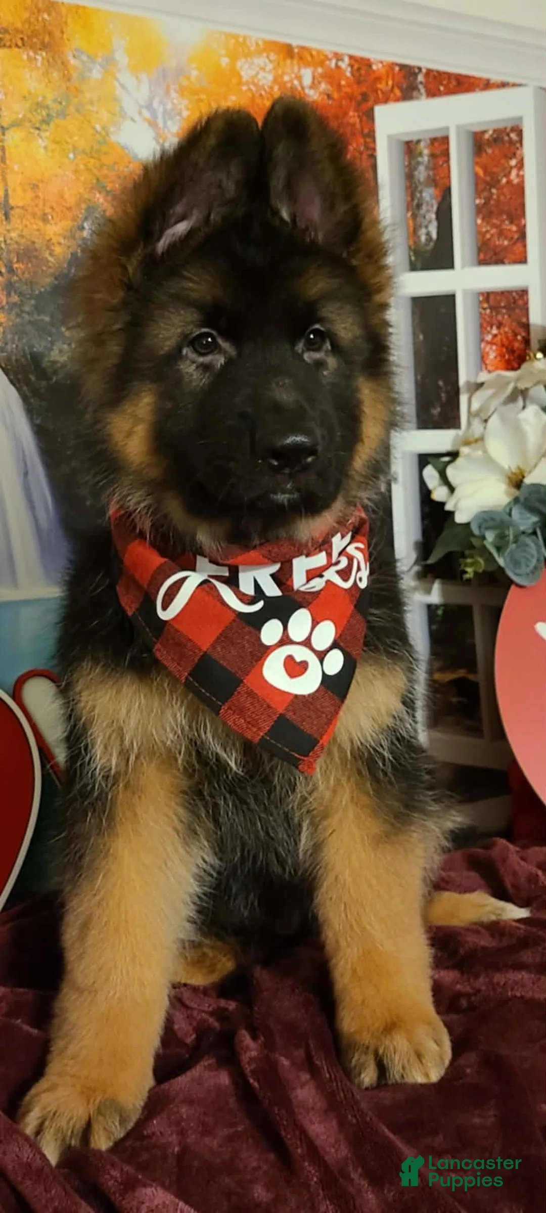 German Shepherd dogs for sale: Dasher - Ad 4