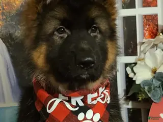 German Shepherd dogs Dasher - Ad 9