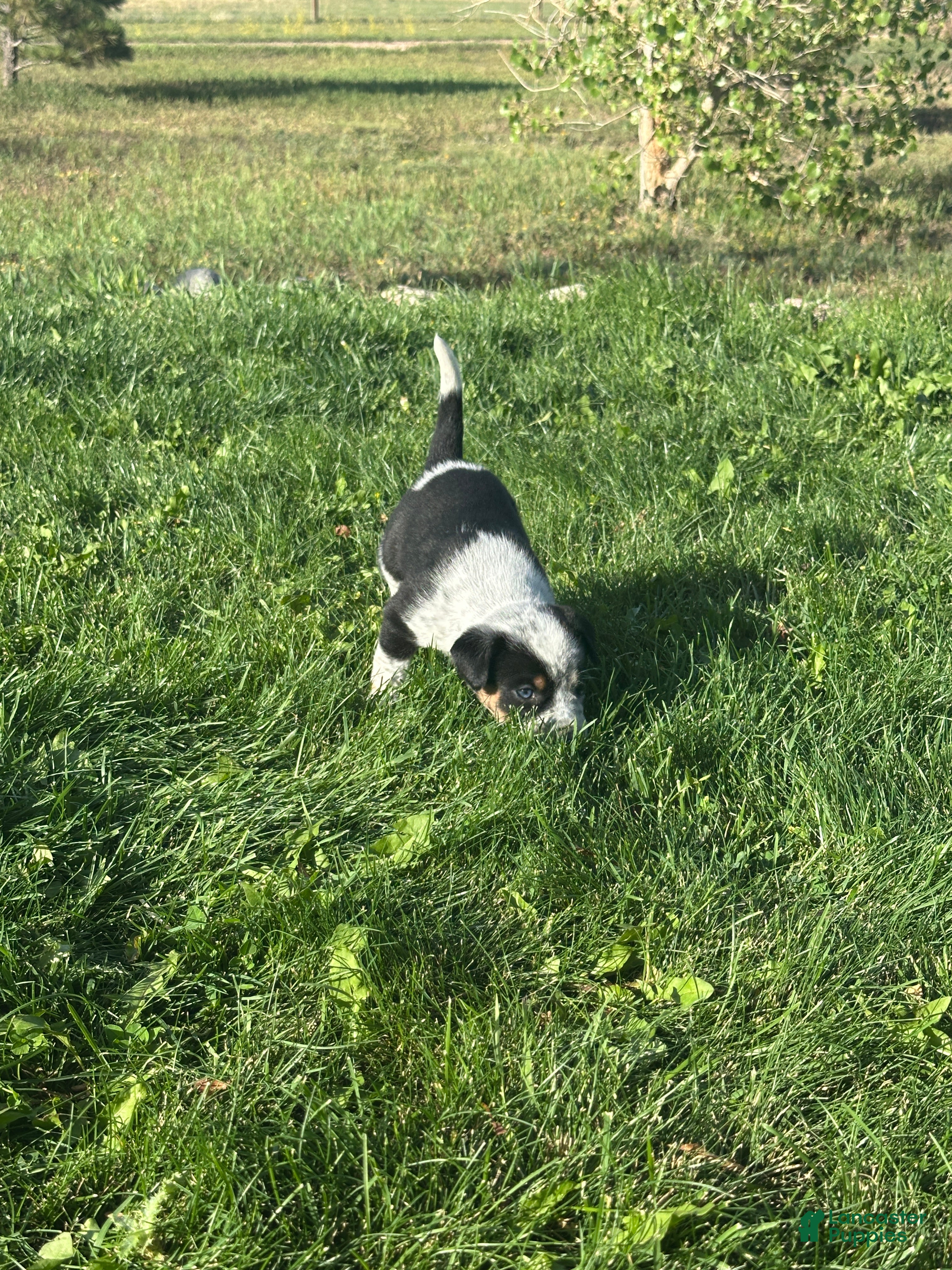 Mixed Breed dogs Tri Girl 1 - Ad 2