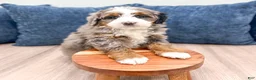 Mini Bernedoodle dogs for sale: Luna - Ad 3