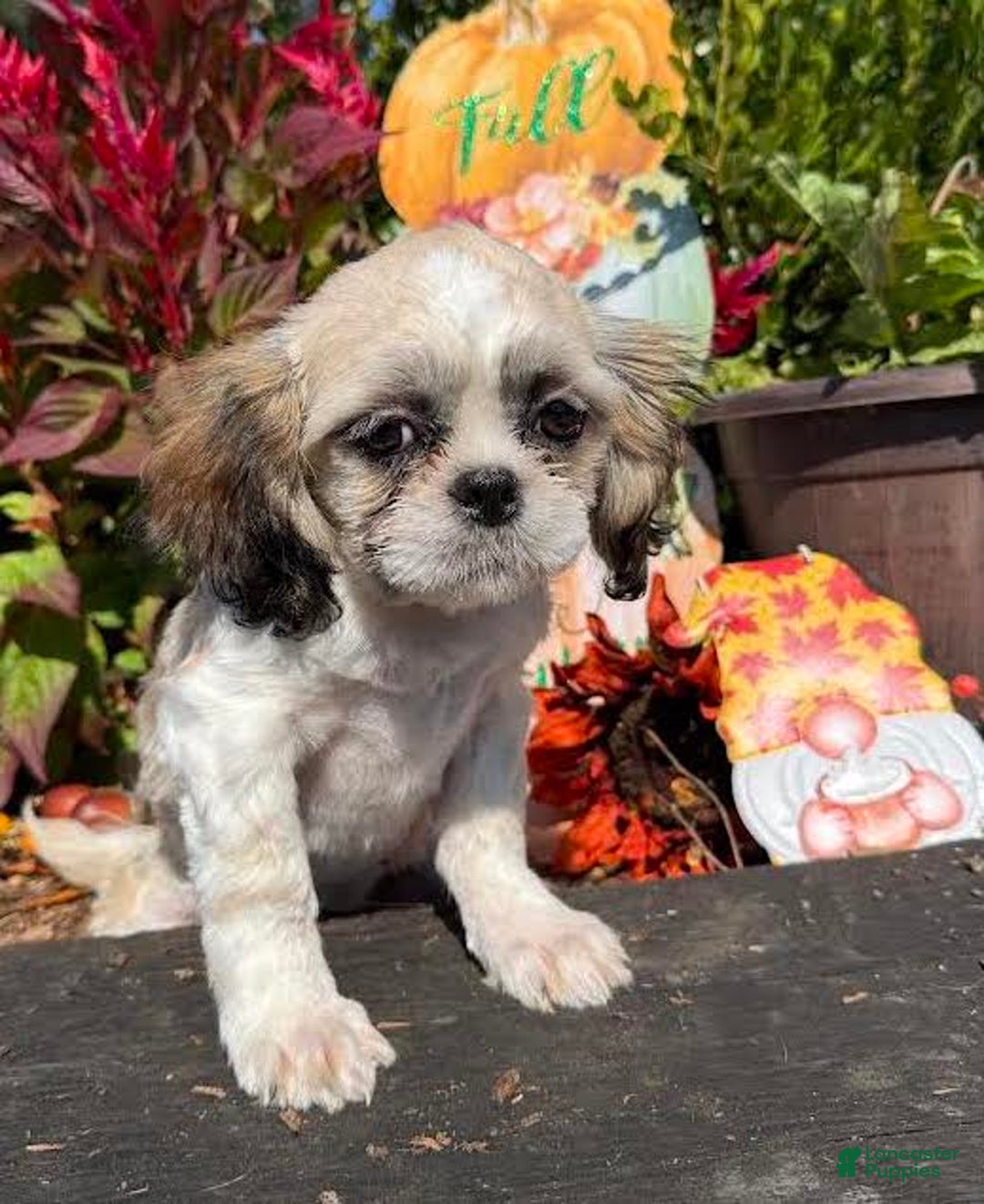 Shih Tzu dogs for sale: Ralph - Ad 2