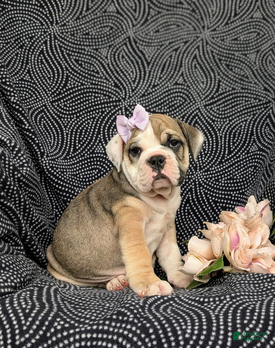 Olde English Bulldogge dogs for sale: Ginger - Ad 4