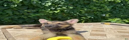 German Shepherd dogs for sale: Bonnie  - Ad 2