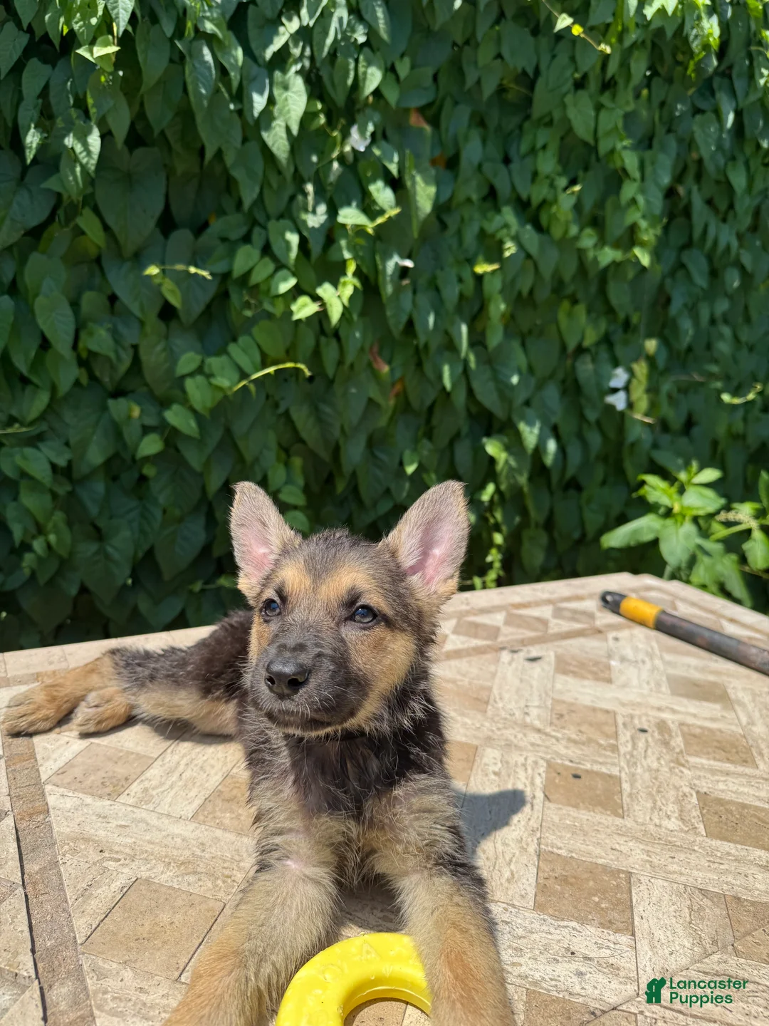 German Shepherd dogs for sale: Bonnie  - Ad 2