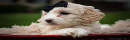 Cavachon dogs for sale: Houston🐾💙 - Ad 8
