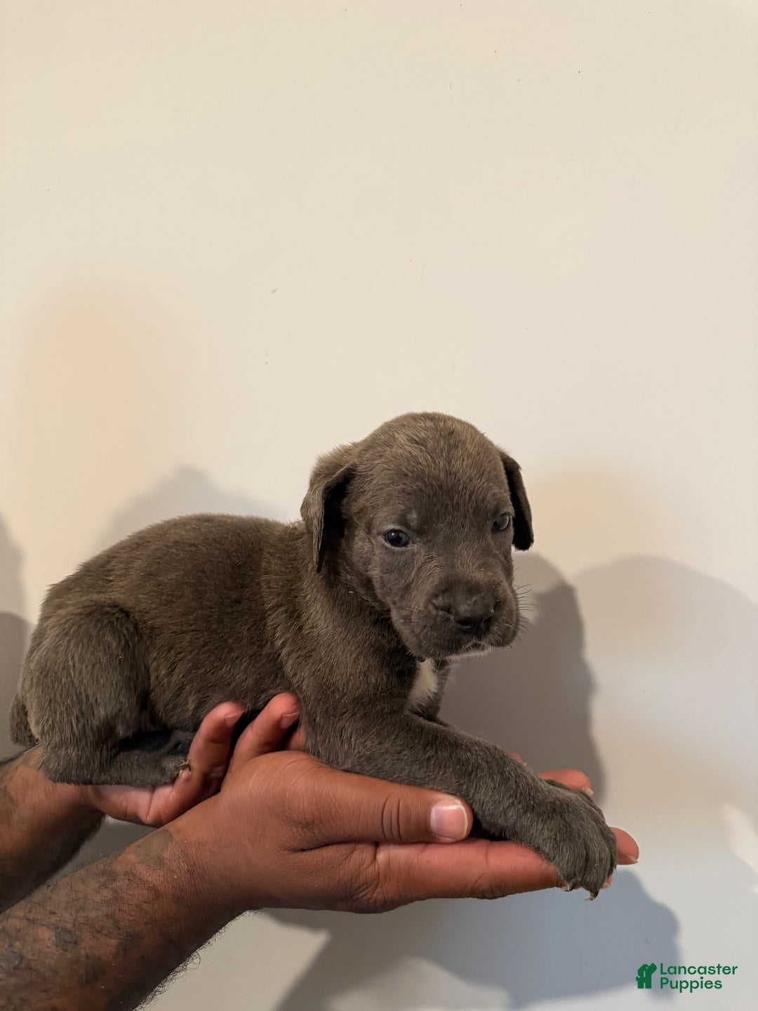 Cane Corso dogs for sale: Luna - Ad 4