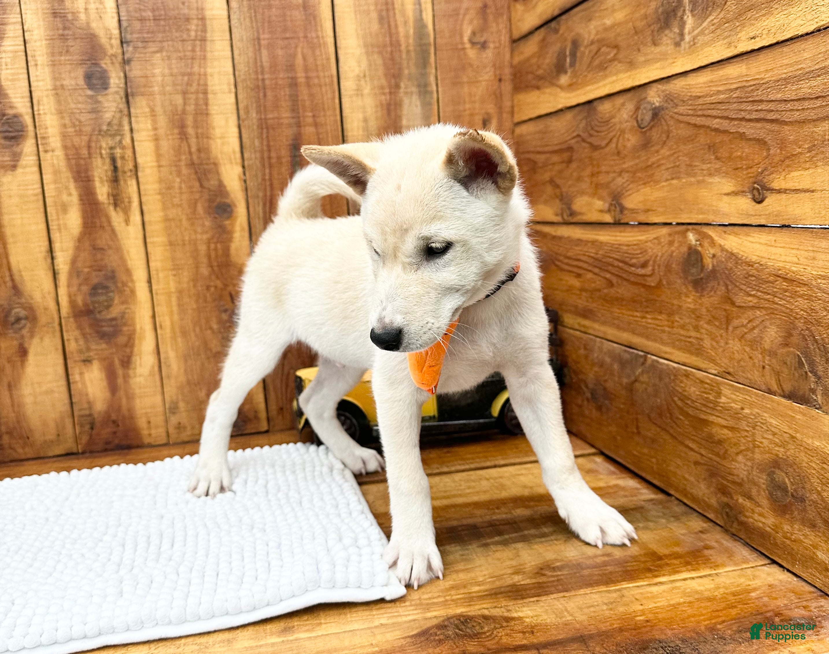 Shiba Inu dogs Shiba Inu Puppy 5 - Ad 2