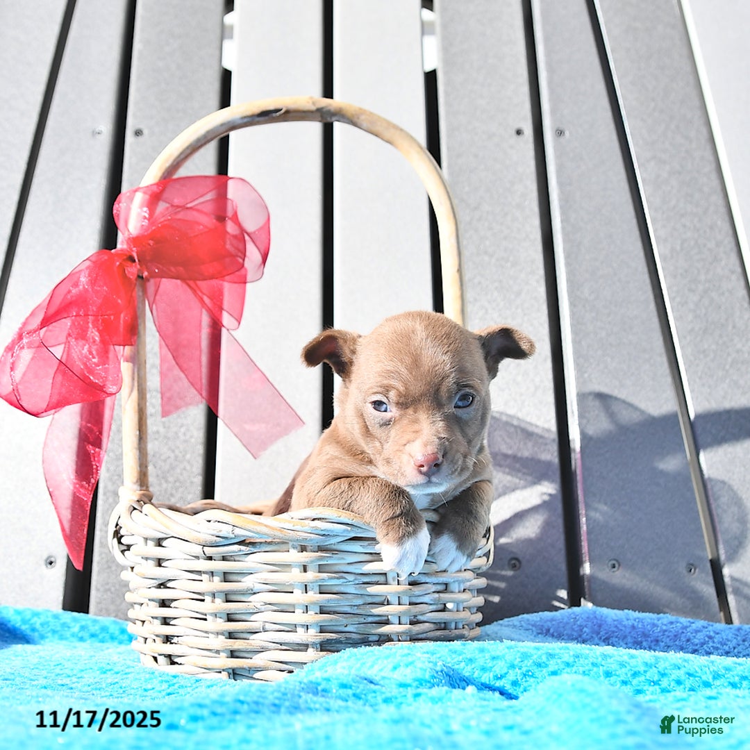 Chihuahua dogs for sale: Mr. Chocolate - Ad 9