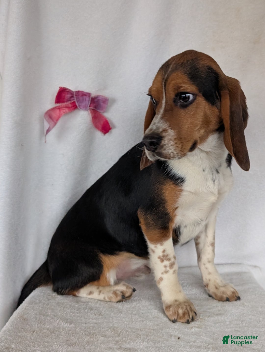 Beagle dogs for sale: Ross - Ad 8