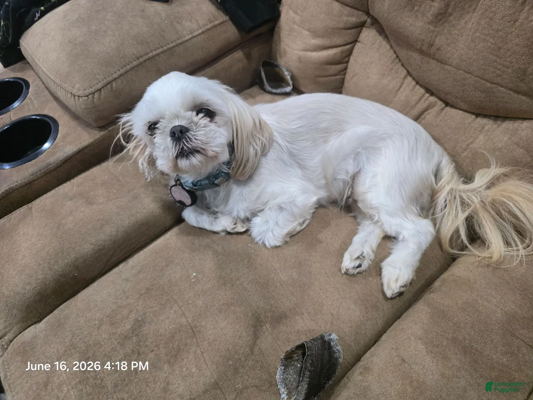 Shih Tzu dogs for sale: Doc - Ad 5