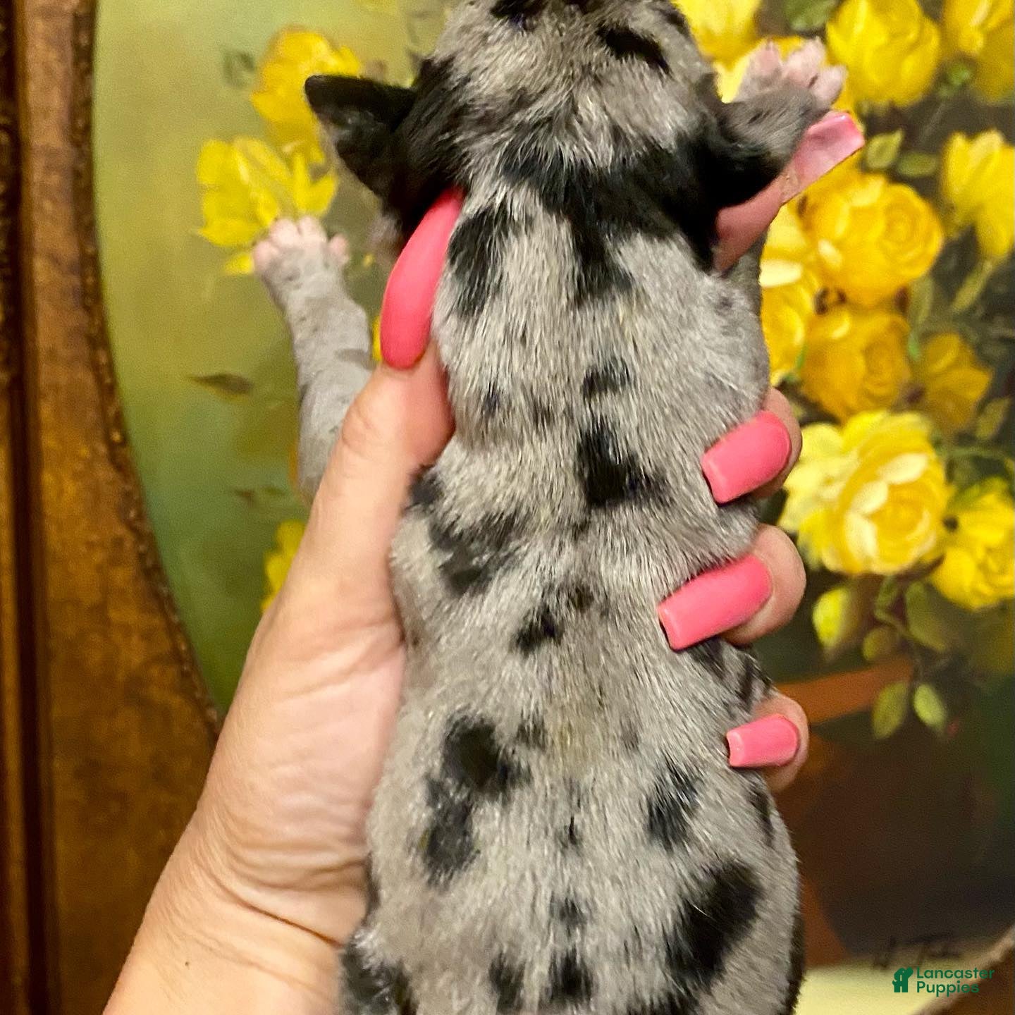 Great Dane dogs Obisidian Wildfire Flare - Ad 5