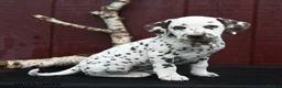 Dalmatian dogs for sale: Jewel - Ad 1
