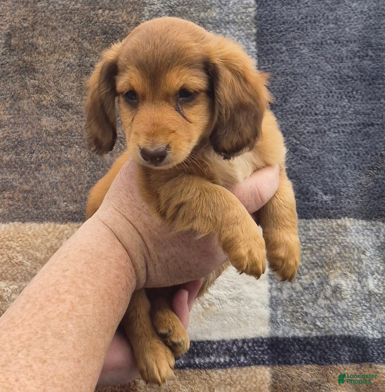 Miniature Dachshund dogs for sale: Miniature Dachshund 3 - Ad 3