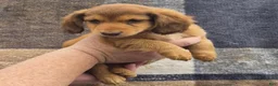 Miniature Dachshund dogs for sale: Miniature Dachshund 3 - Ad 1