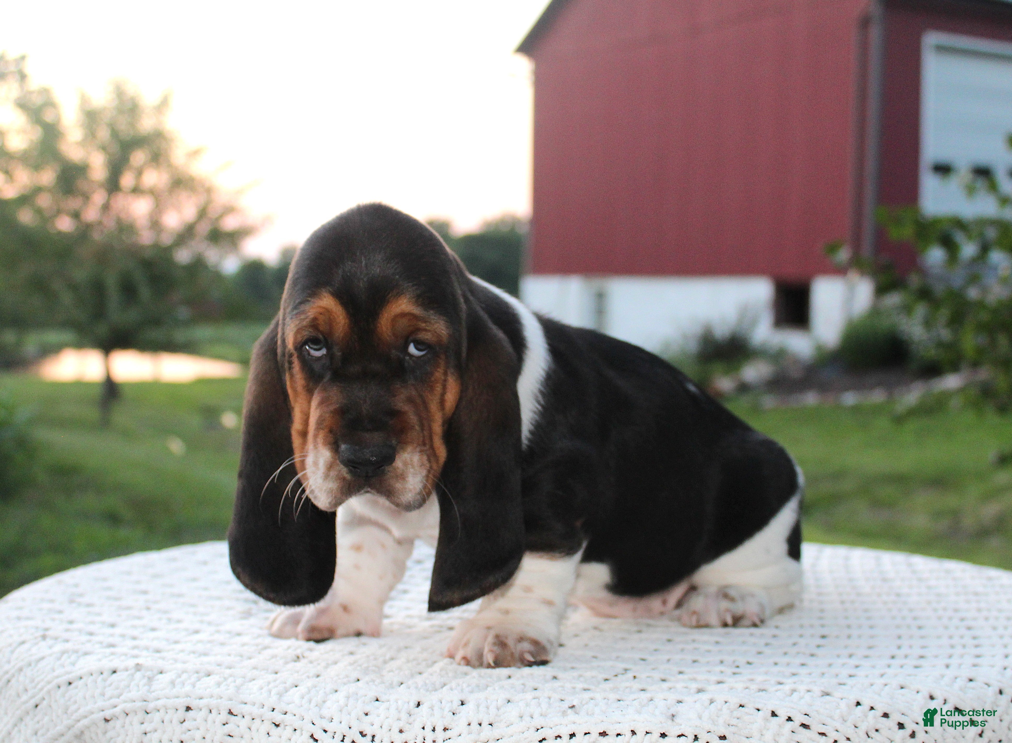 Basset Hound dogs Rocky - Ad 1