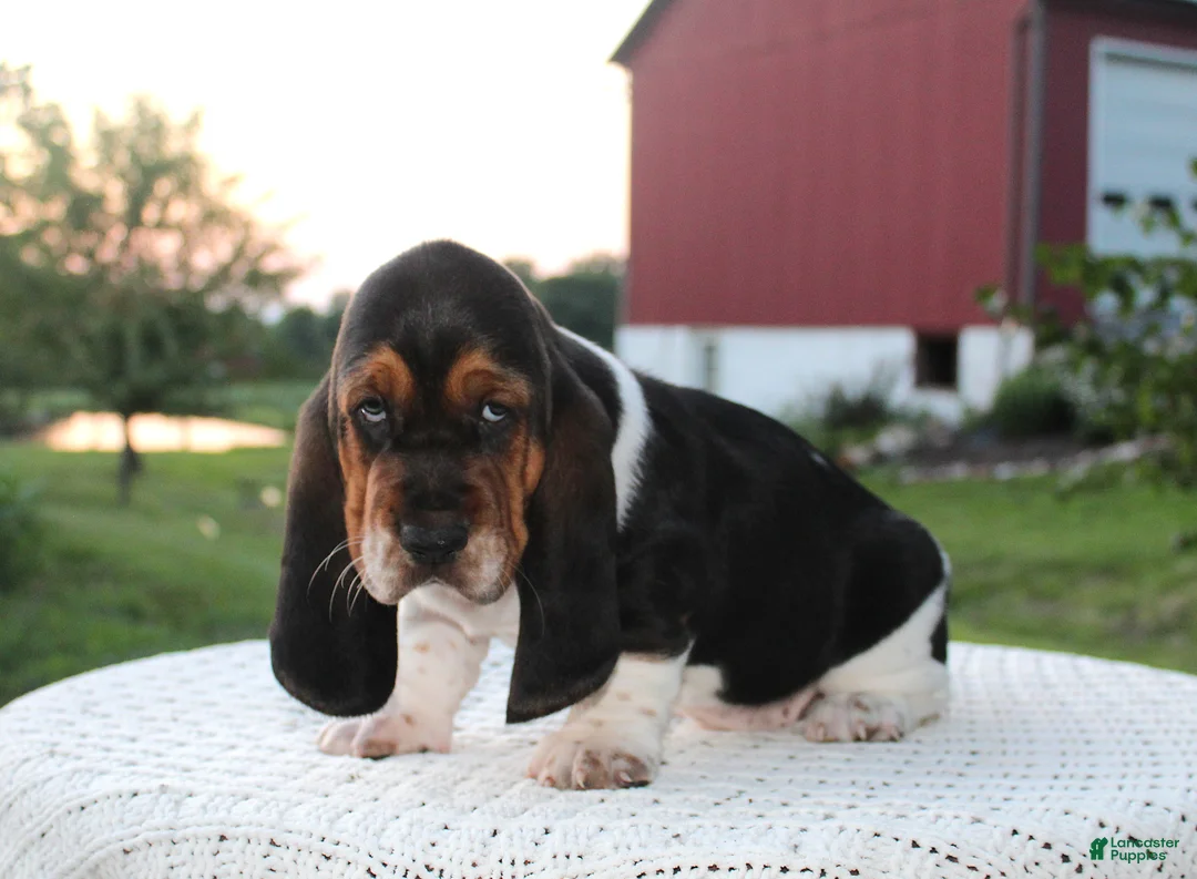 Basset Hound dogs for sale: Rocky - Ad 1