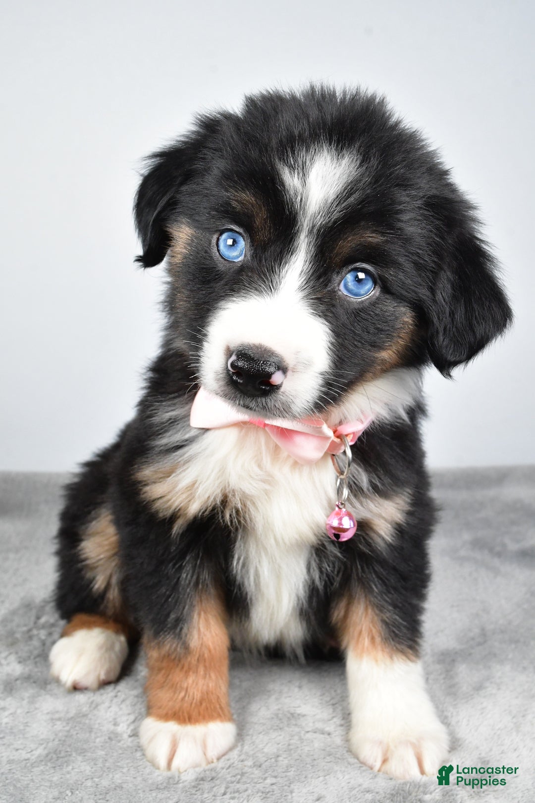 Miniature Australian Shepherd dogs for sale: Oriana - Ad 4