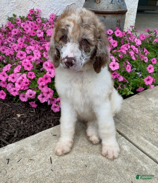 Standard Poodle dogs Tyson- genetic clear - Ad 1