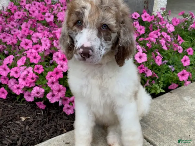 Standard Poodle dogs Tyson- genetic clear - Ad 2