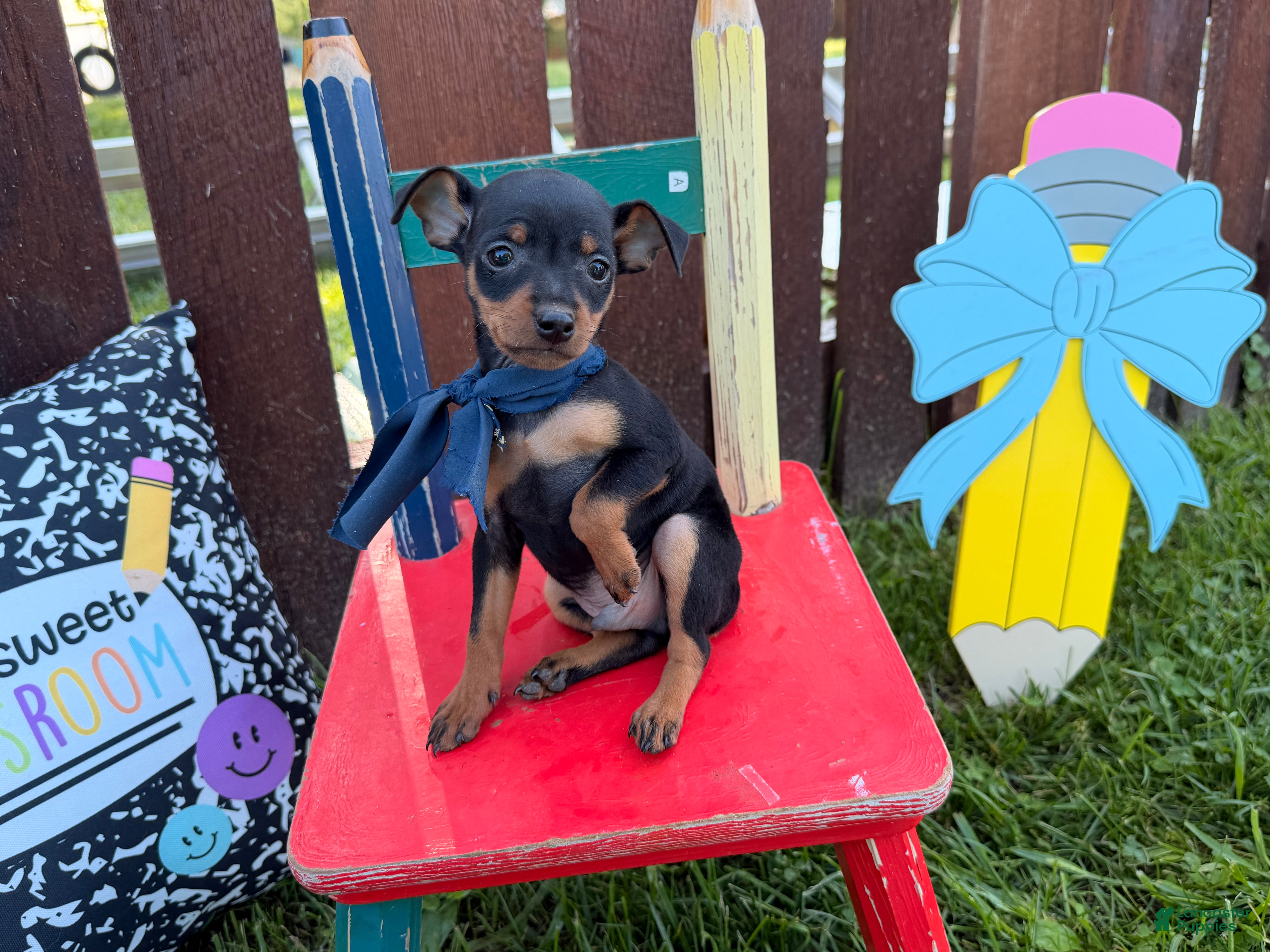 Miniature Pinscher dogs Mischief  - Ad 1