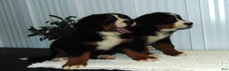 Bernese Mountain Dog dogs for sale: Bella - Ad 10