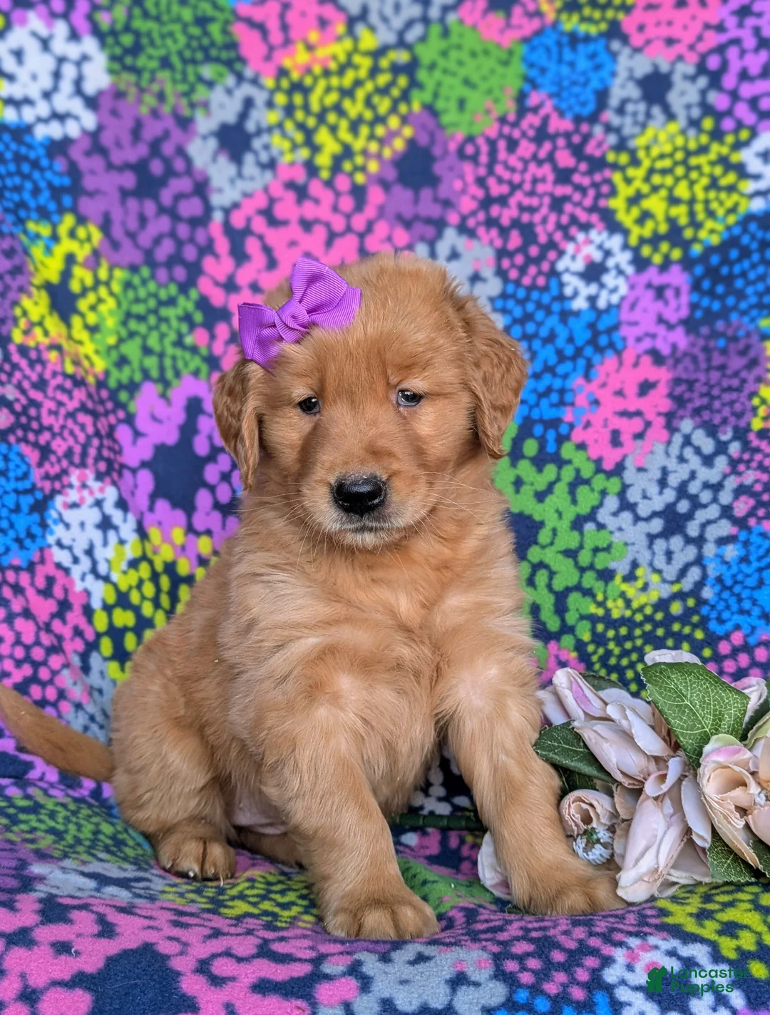 Golden Retriever dogs for sale: Maddie - Ad 2