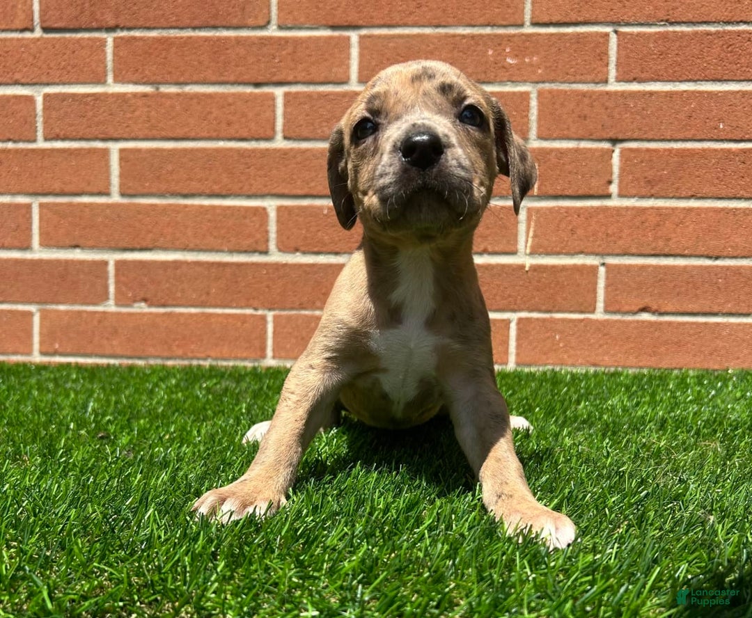 Gallery Image {{count}}