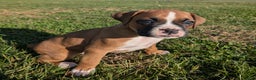 Boxer dogs for sale: Pluto - Ad 3